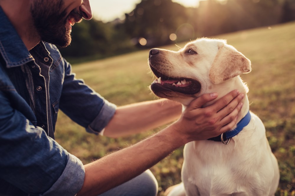 Close up of man petting dog in park